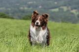 BORDER COLLIE 519